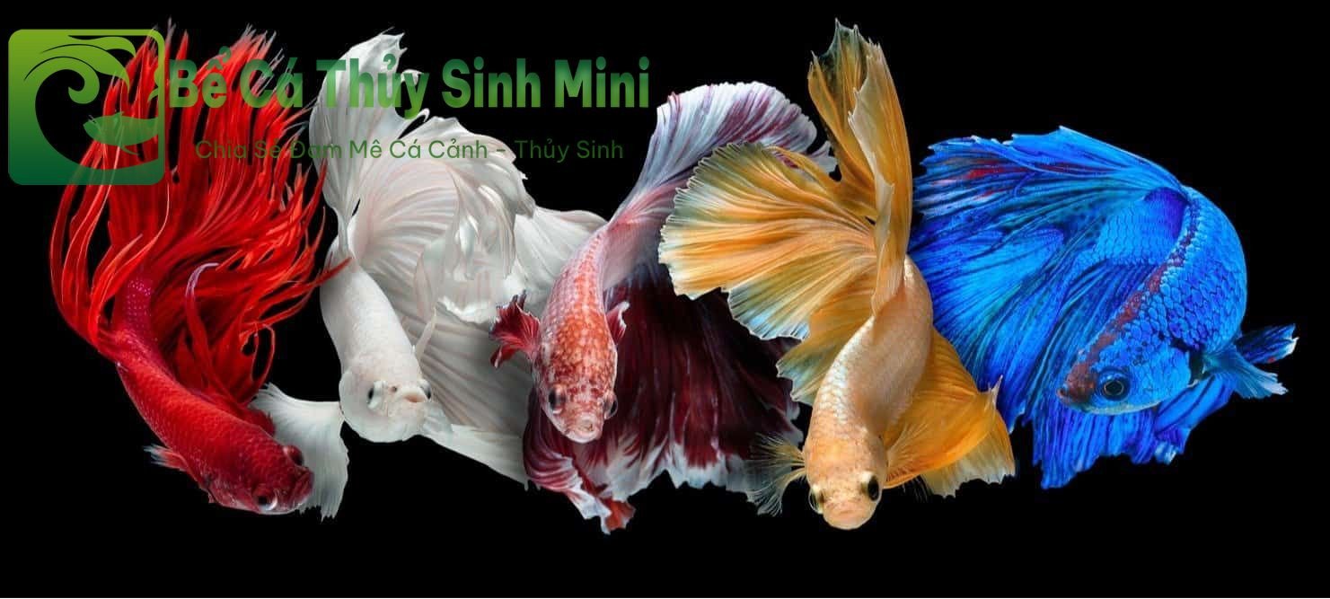Cá Xiêm Betta - loài cá cảnh nhỏ nổi tiếng với tính lãnh thổ và vây đẹp