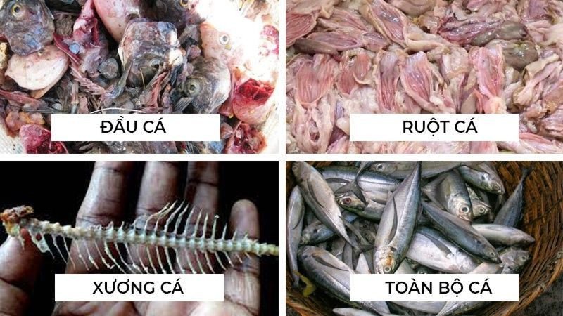 Các bộ phận của cá có thể dùng để chôn bón hoa hồng