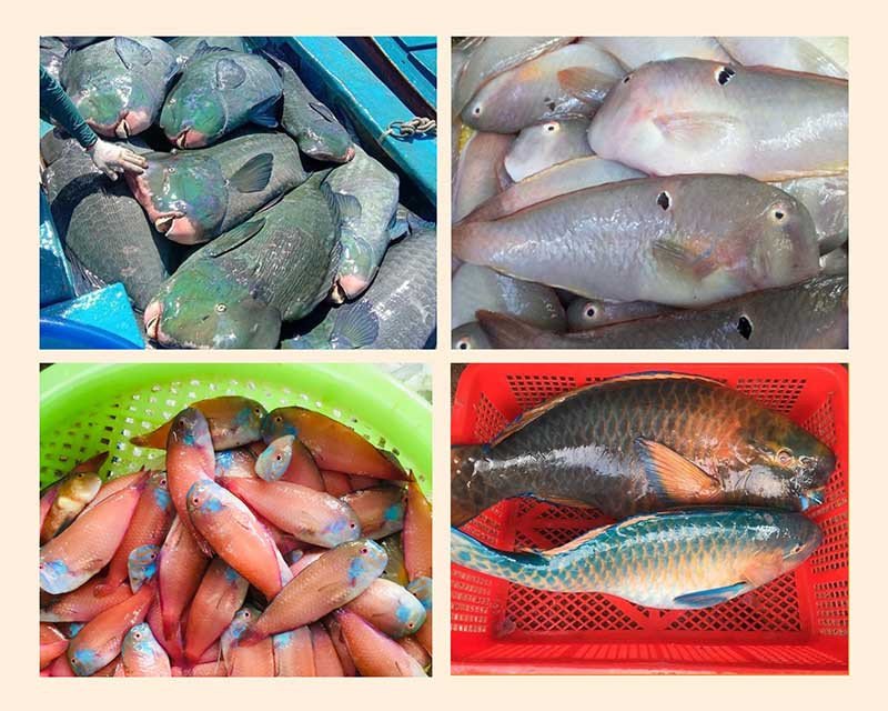 Các chủng loại Cá mó đa dạng về màu sắc và kích thước