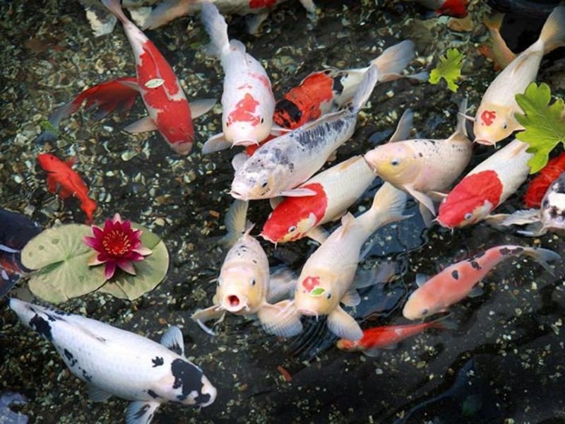 Các dòng Cá Koi Lai phổ biến