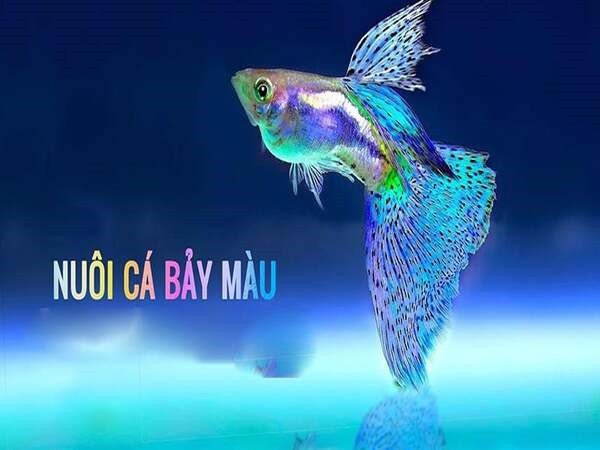 các loại cá bảy màu