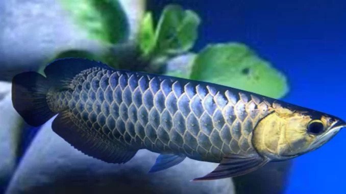 Các loại cá cảnh khác nhau tại cửa hàng Cá Cảnh Hến