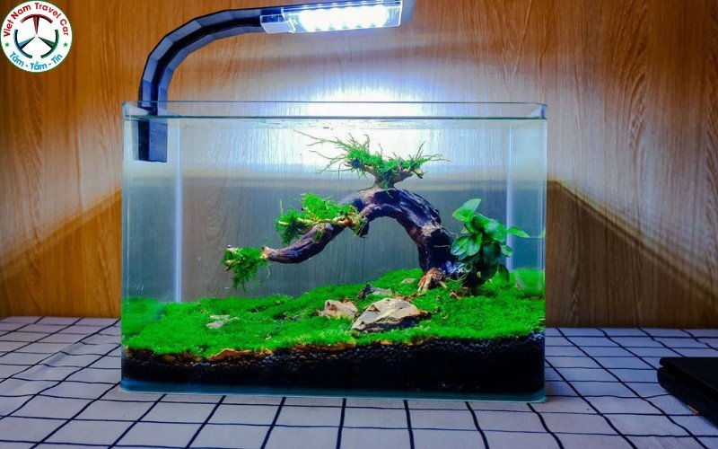 Các loại cá cảnh nhỏ đang bơi trong bể thủy sinh