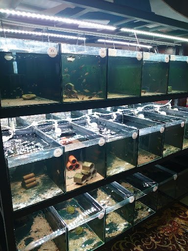 Các loại cá cảnh tại cửa hàng Bình Thạnh