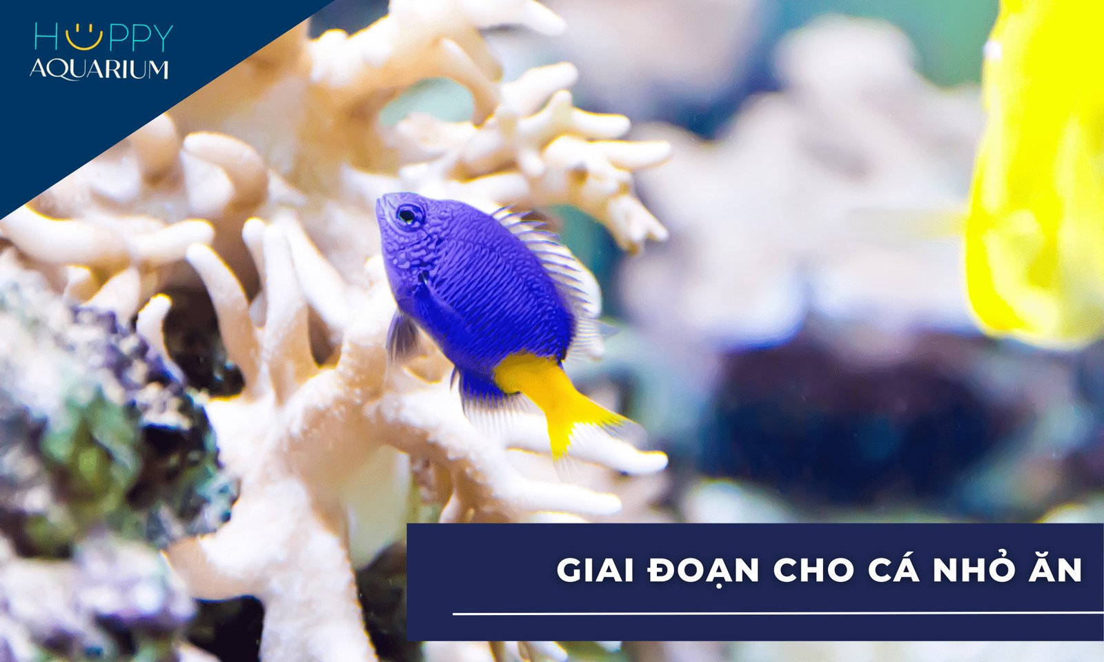 Các loại thức ăn khô dạng bột và hạt siêu nhỏ dành cho cá con