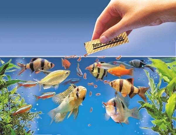 Các loại thức ăn phù hợp để nuôi dưỡng Cá Bình Tích và cá đồng hành