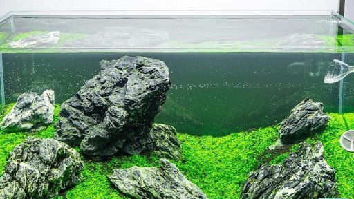 Các loại thức ăn và vật tư hỗ trợ nuôi cá cảnh