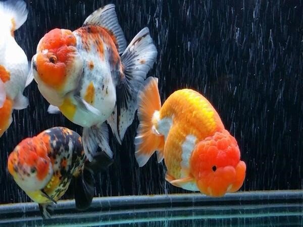 Các lưu ý quan trọng khi nuôi Cá ba đuôi Ranchu