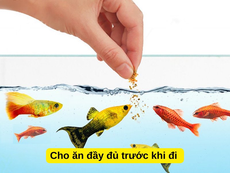 Cách chăm sóc cá cảnh nhịn ăn được bao lâu
