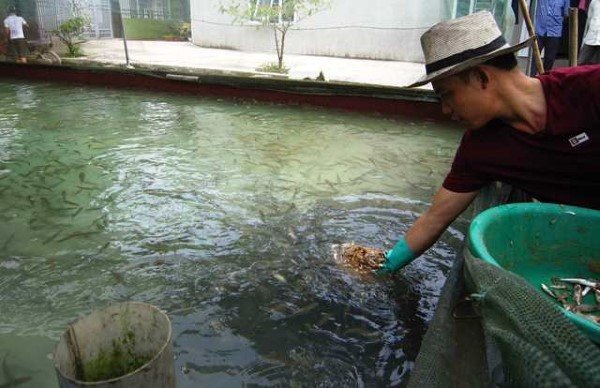 Cách chăm sóc cá chép bố mẹ và trứng sau khi sinh sản