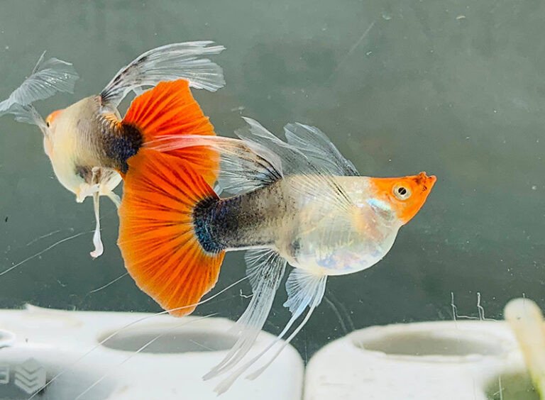 Cách nhận biết và chuẩn bị cho cá bảy màu sinh sản