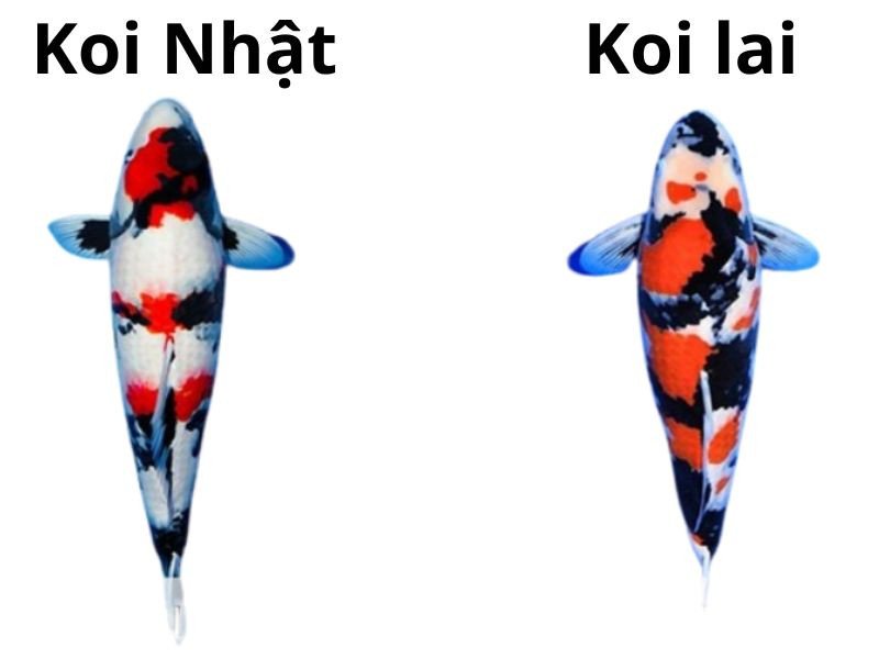 Cách phân biệt Cá Koi Lai và cá Koi Nhật