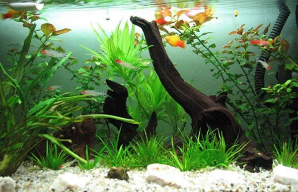 Cận cảnh cây thủy sinh phát triển mạnh mẽ dưới ánh sáng trong hồ cá