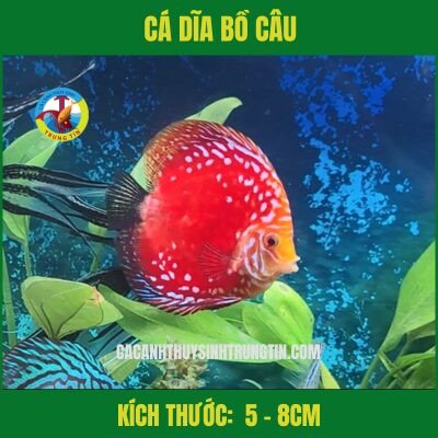 Cận cảnh một con Cá Dĩa Bồ Câu có màu sắc rực rỡ