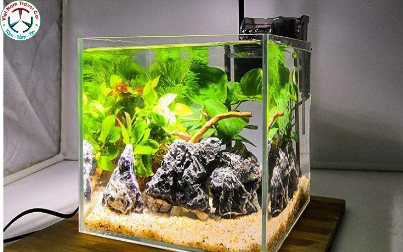 Cận cảnh một cửa hàng thủy sinh với nhiều bể cá cảnh đẹp mắt