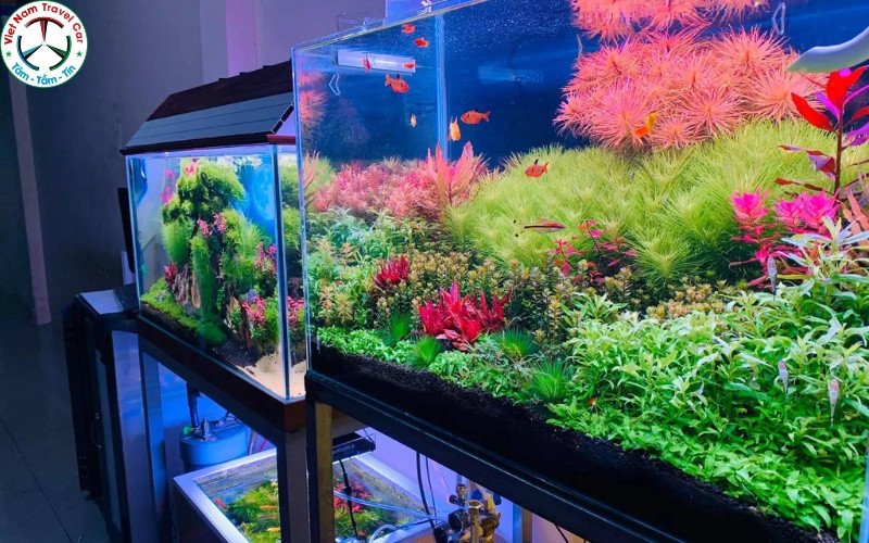 Cảnh một bể thủy sinh lớn, mô phỏng phong cảnh tự nhiên