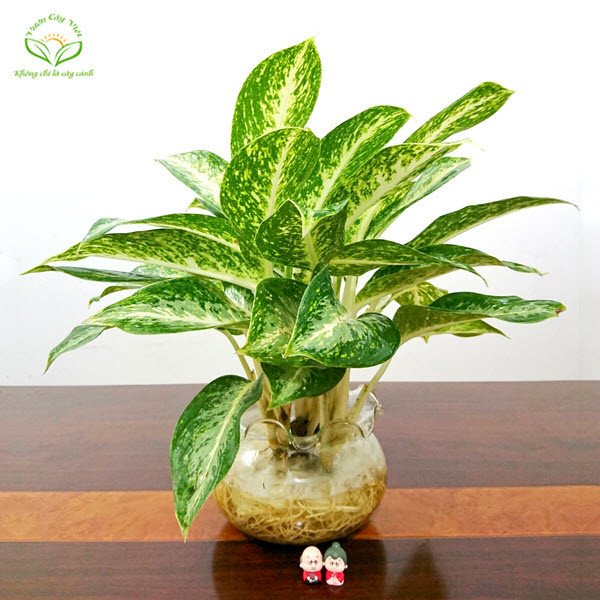 Cây Huy Hoàng, một loại cây cảnh thủy sinh phổ biến