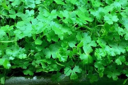 Cây Rau Má Hương - cây thủy sinh tiền cảnh
