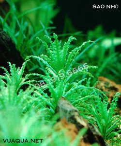 Cây Sao Nhỏ Thủy Sinh Pogostemon Helferi với lá xoắn đặc trưng
