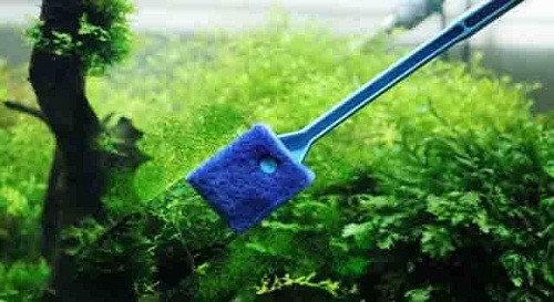 Cây thủy sinh bị vàng lá trong bể cá cảnh
