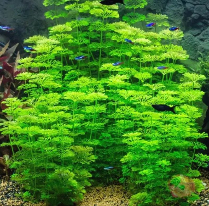 Cây thủy sinh không cần ánh sáng