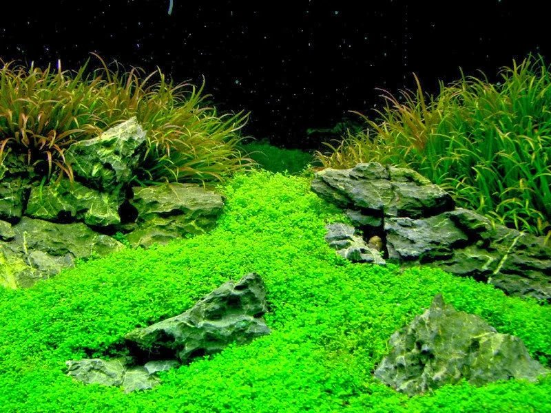 Cây Trân Châu Cuba - cây thủy sinh tiền cảnh