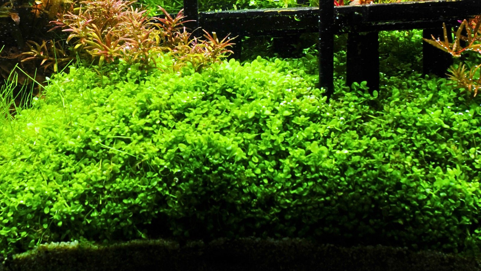 Cây trân châu ngọc trai dùng để phủ nền cho bể thủy sinh