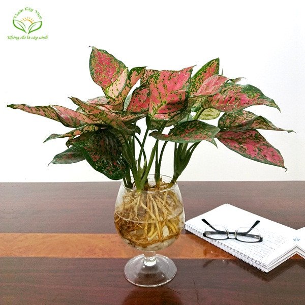 Cây Vạn Lộc trồng thủy sinh với màu sắc rực rỡ