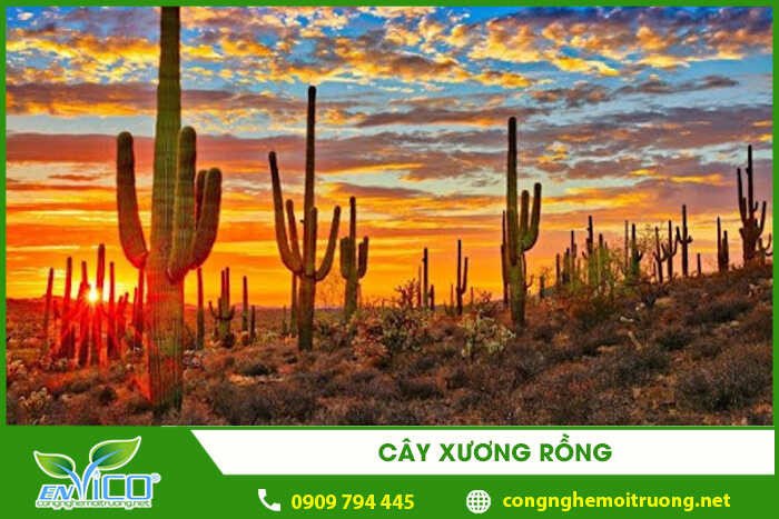 Cây xương rồng thích nghi với điều kiện nhiệt độ và độ ẩm khắc nghiệt