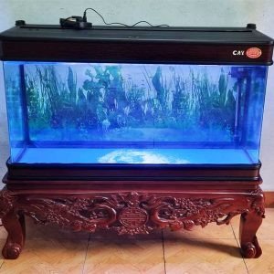 Chân quỳ chuyên dụng cho bể cá cảnh giúp người chơi dễ tương tác với cá