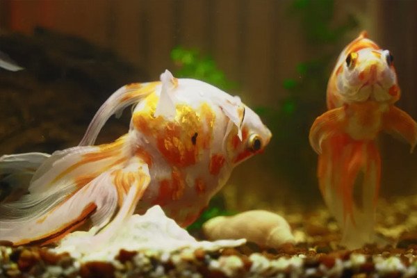 Chất lượng nước kém là nguyên nhân hàng đầu gây ra biểu hiện cá cảnh sắp chết
