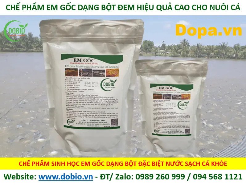 Chế phẩm EM Gốc dạng bột được sử dụng để cải tạo ao nuôi cá