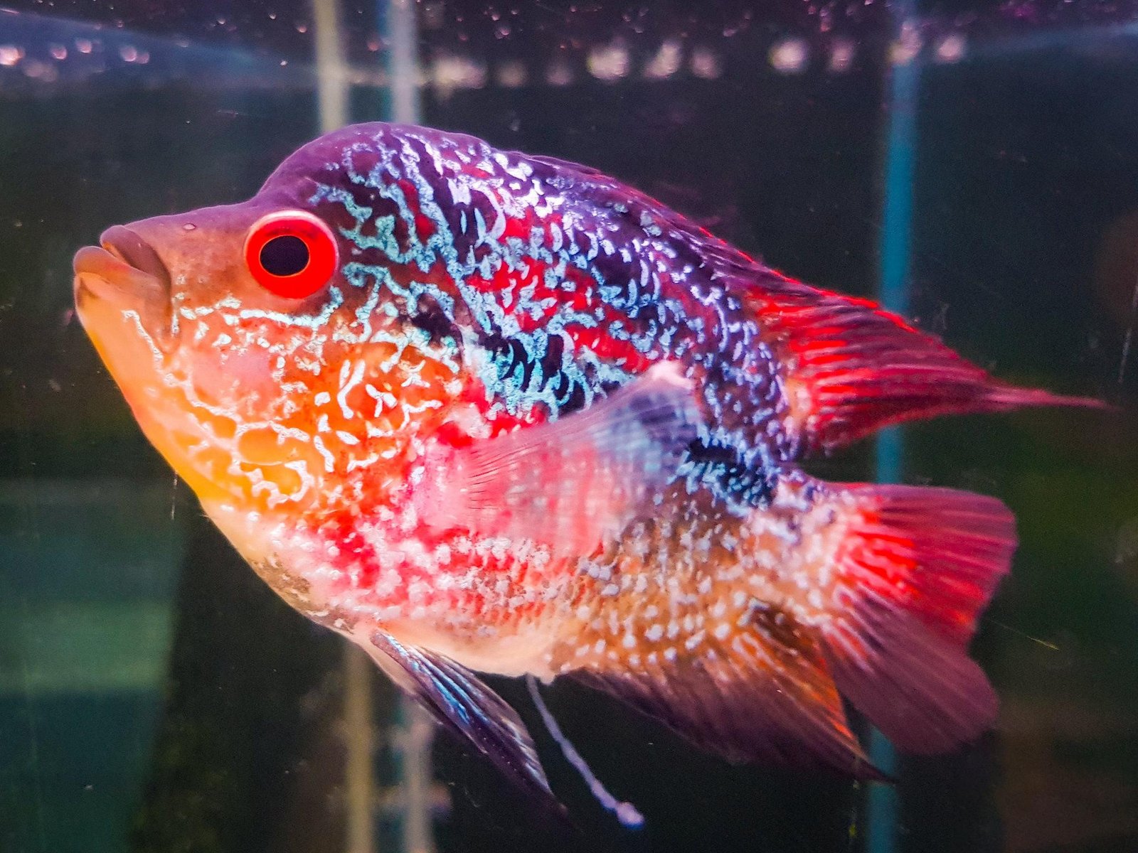 Chi tiết vẻ ngoài ấn tượng của cá Flowerhorn trưởng thành