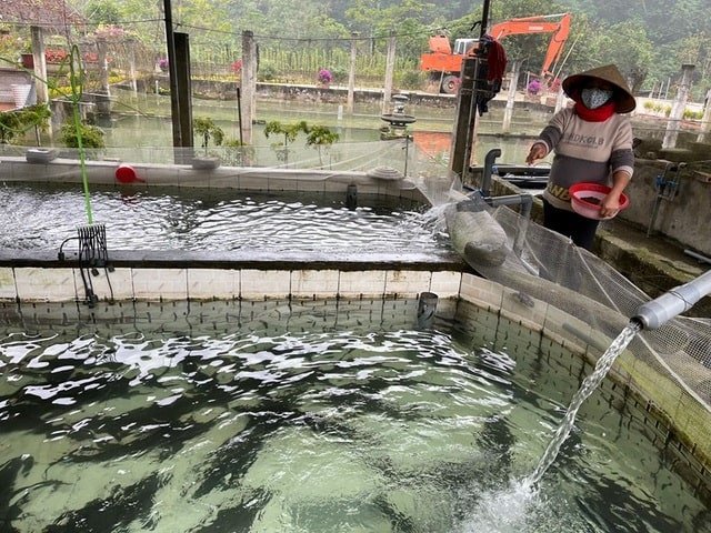Chuẩn bị ao nuôi hoặc bể nuôi cho cá tầm giống trước khi thả