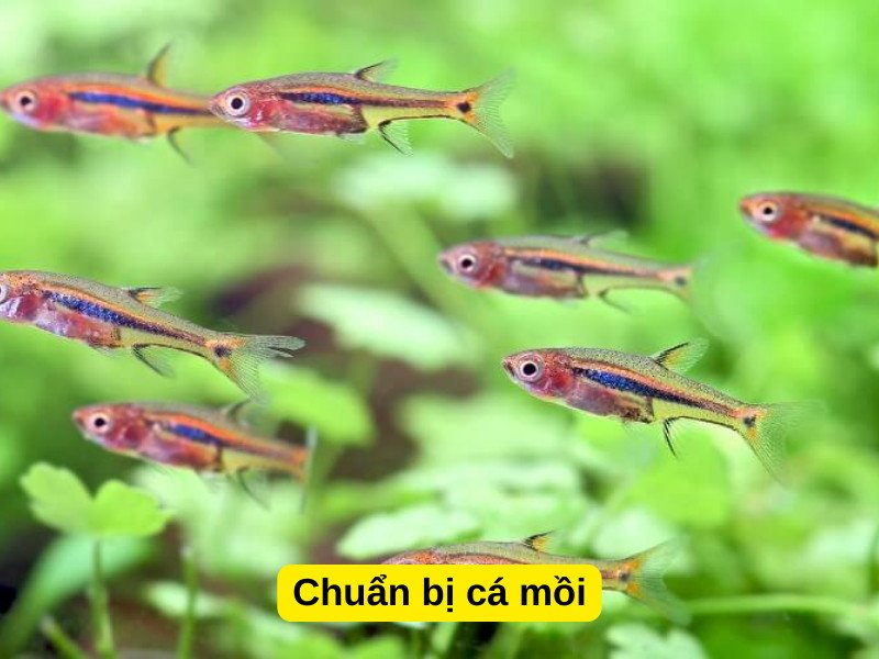 Chuẩn bị mồi sống cho cá cảnh nhịn ăn được bao lâu