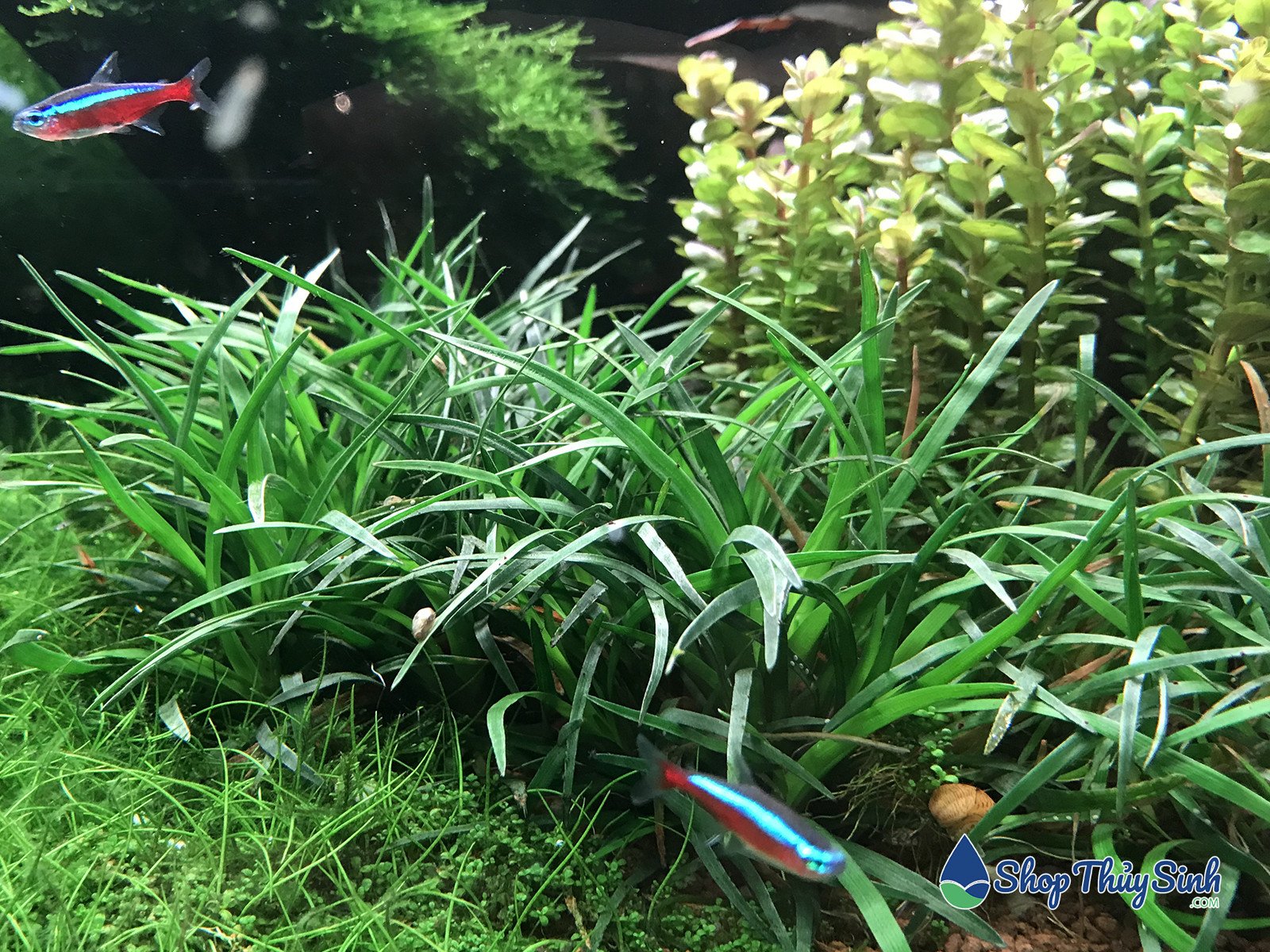 Cỏ Bắp Mỹ, cây thủy sinh không cần CO2