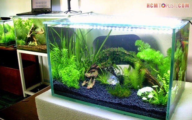 Cửa hàng Best AQUA và các mẫu lũa dùng cho hồ thủy sinh