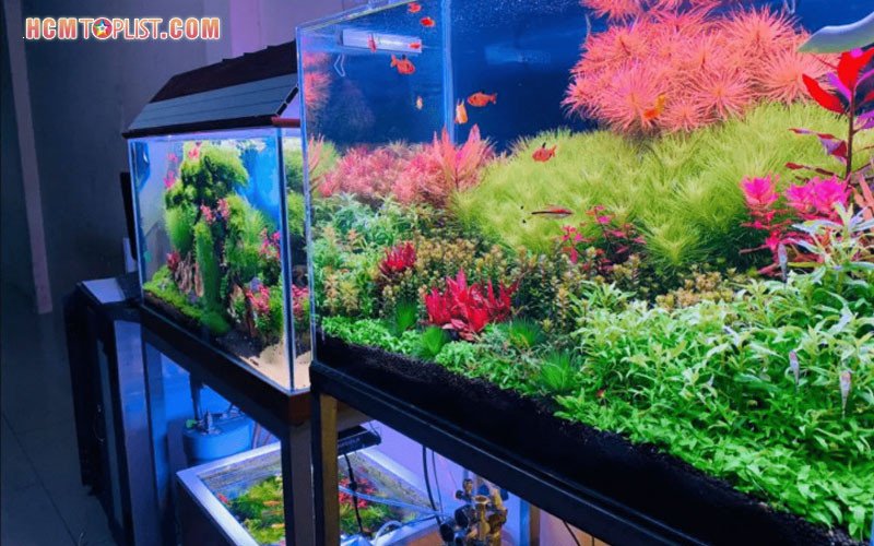 Cửa hàng Lâm Kim Chi chuyên cung cấp các loại lũa thủy sinh