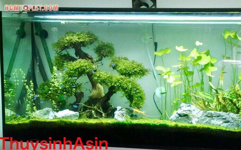 Cửa hàng Thủy Sinh Asin trưng bày đa dạng mẫu lũa thủy sinh TPHCM