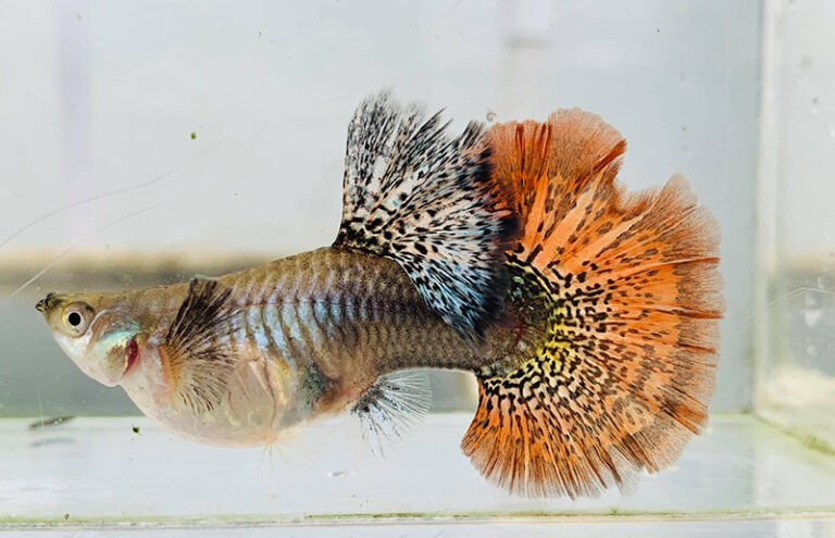Đặc điểm bụng cá bảy màu mang thai