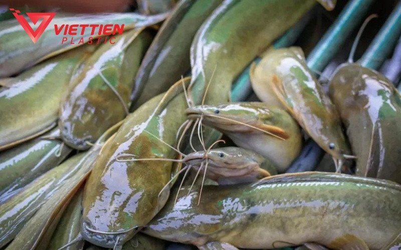 Đặc điểm sinh học của cá trê, loài cá dễ thích nghi