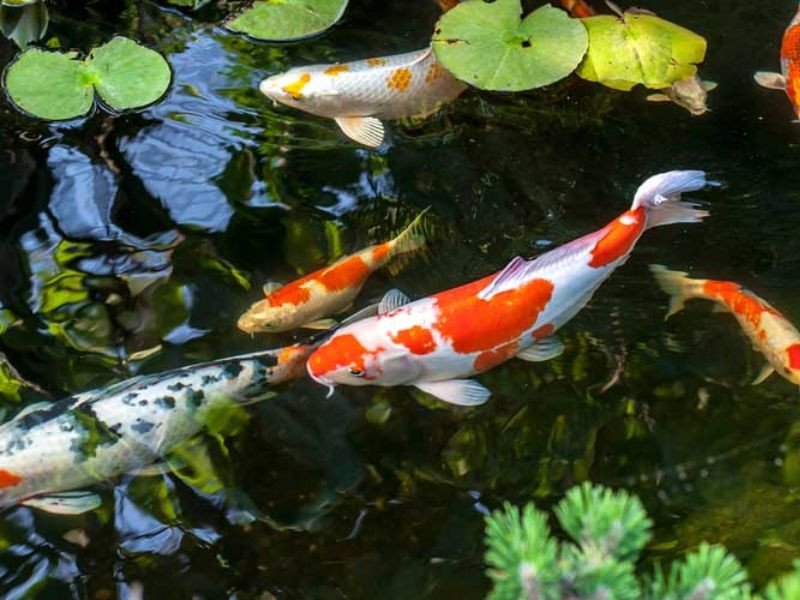 Đảm bảo chất lượng nước nuôi Cá Koi Lai