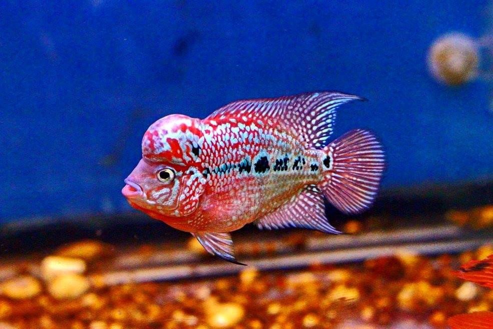 Dáng bơi uyển chuyển của cá La Hán Thái Đỏ có châu bệt
