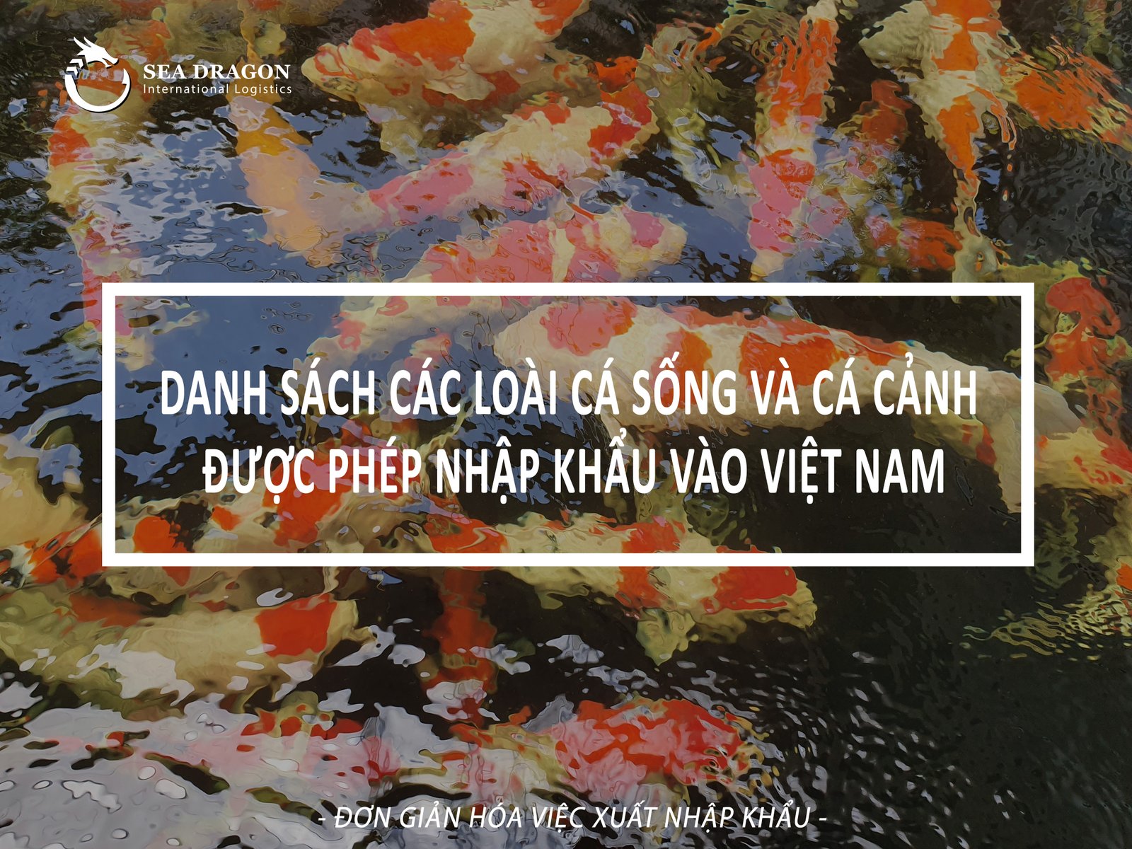 Danh sách và quy định các loài cá cảnh được phép nhập khẩu vào Việt Nam