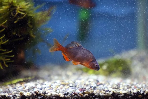Dấu hiệu cá cảnh nguy kịch khi màu sắc nhợt nhạt và bơi lờ đờ