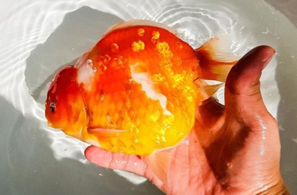 Dấu hiệu nhận biết bệnh nấm ở Cá Huyết Anh Vũ