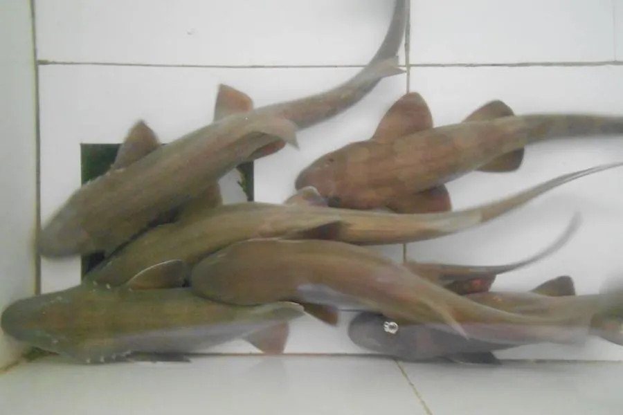Để bảo quản cá mập sữa tươi lâu, nên rửa sạch, để ráo và cấp đông đúng cách trong bao bì kín, tránh để cá tiếp xúc trực tiếp với không khí