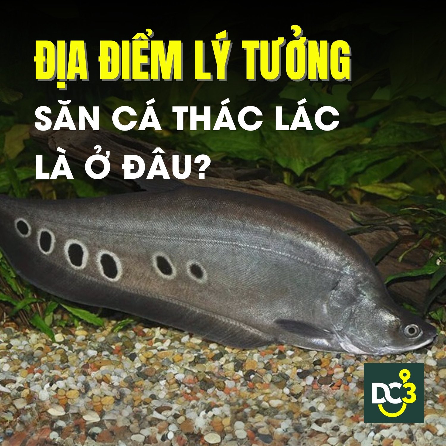 Cá Thác Lác Ăn Mồi Gì Để Lớn Nhanh: Các Mẹo Cần Biết