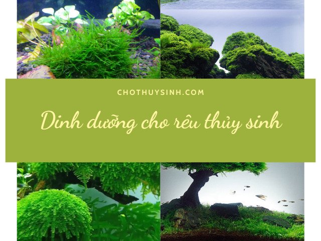 Dinh dưỡng và cách chăm sóc cho rêu thủy sinh
