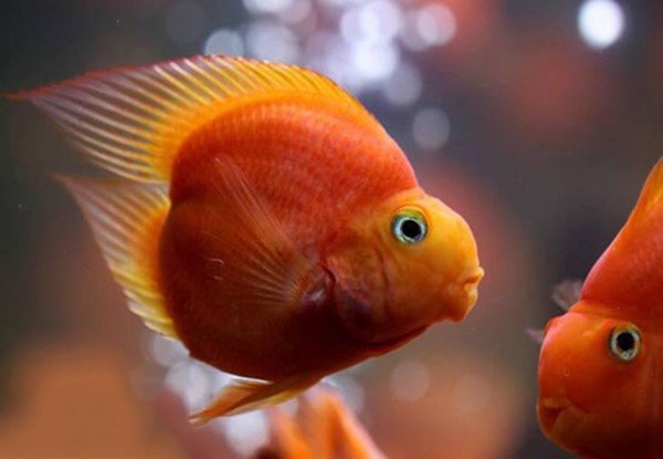 Dòng Love Heart Parrot với thân hình trái tim